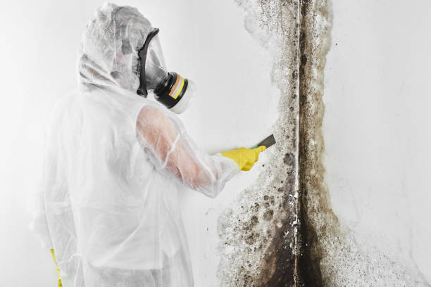 Best Residential Mold Removal  in Gering, NE