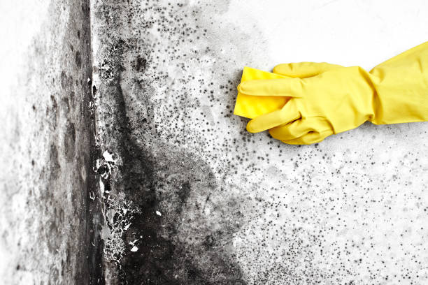 Best Commercial Mold Removal  in Gering, NE