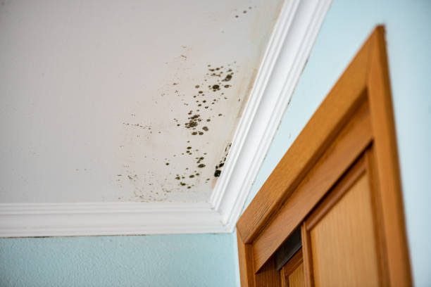 Best Mold Removal Specialists  in Gering, NE