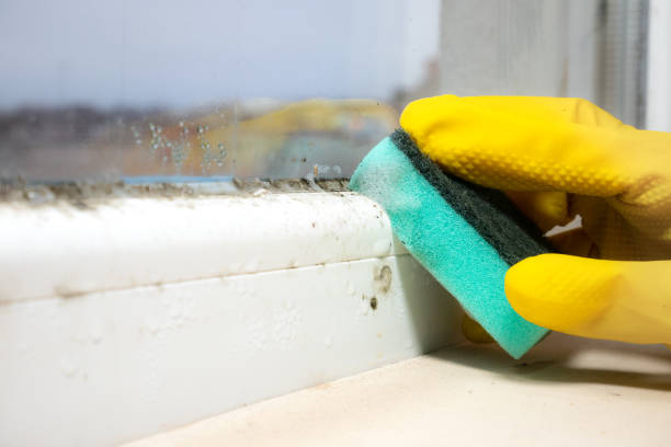 Best Professional Mold Removal  in Gering, NE