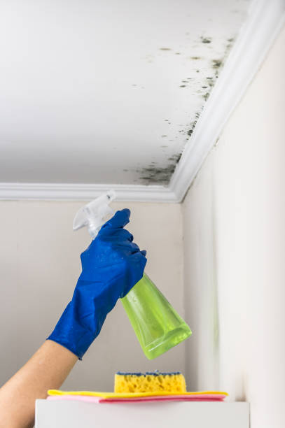 Office Mold Removal Services in Gering, NE