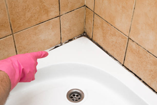 Best Toxic Mold Removal  in Gering, NE