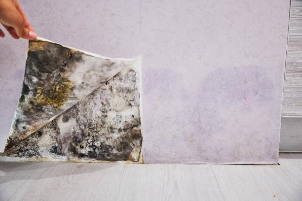 Best Best Mold Removal Companies  in Gering, NE